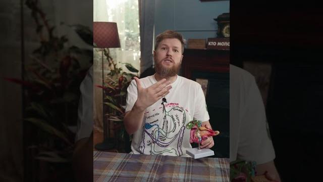 Почему возникает боль после еды? Почему возникает боль после еды?