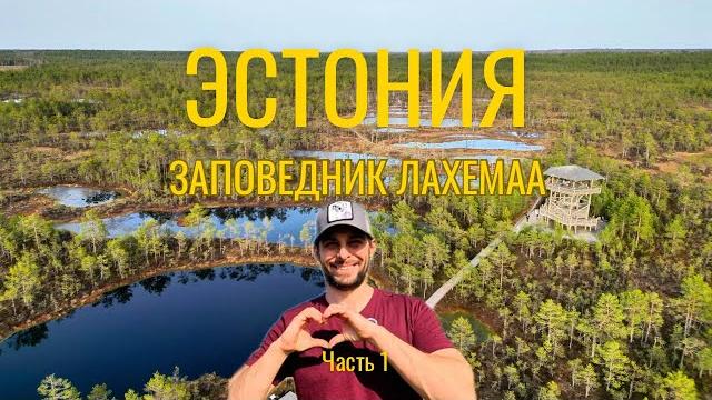 ЭСТОНИЯ - не только Таллинн. Природа Лахемаа: болота Виру Раба, леса, Кясму и Алтья, мызы в Эстонии ЭСТОНИЯ - не только Таллинн. Природа Лахемаа: болота Виру Раба, леса, Кясму и Алтья, мызы в Эстонии