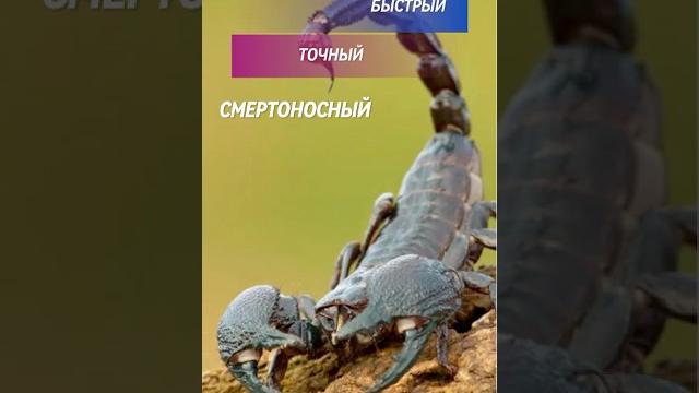 Как охотится скорпион Быстрый и смертоносный Как охотится скорпион Быстрый и смертоносный