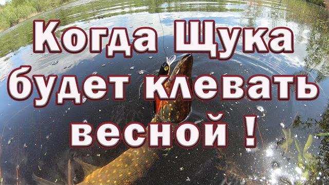 КОГДА щука БУДЕТ КЛЕВАТЬ весной !!! Тактика ловли щуки весной на реке . Рыбалка на Щуку . КОГДА щука БУДЕТ КЛЕВАТЬ весной !!! Тактика ловли щуки весной на реке . Рыбалка на Щуку .