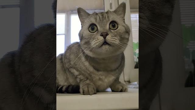 Навигатор трогал? #смехдослез #cat #видосыоткота #юмор #веселыекоты #кот #котики #смешновидео Навигатор трогал? #смехдослез #cat #видосыоткота #юмор #веселыекоты #кот #котики #смешновидео