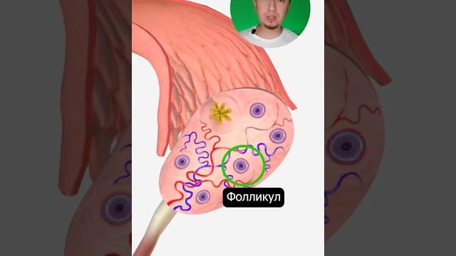 Как происходит овуляция? Как происходит овуляция?