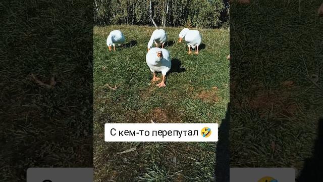 Ручные гуси#ольгамакsola#гуси#птицы#юмор#село#животные#приколысживотными#приколы#крик#гусь#птица#топ Ручные гуси#ольгамакsola#гуси#птицы#юмор#село#животные#приколысживотными#приколы#крик#гусь#птица#топ