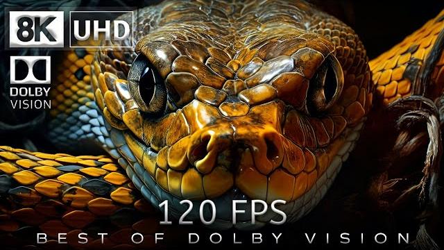 8K Video Ultra HD 120 | Best of Dolby Vision 8K 120fps 8K Video Ultra HD 120 | Best of Dolby Vision 8K 120fps