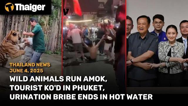 Thailand News: Wild animals run amok, tourist KO'd in phuket, urination bribe ends in hot water Thailand News: Wild animals run amok, tourist KO'd in phuket, urination bribe ends in hot water