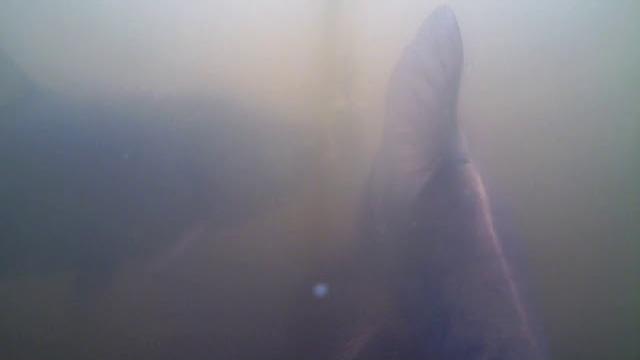 Первое УНИКАЛЬНОЕ видео питание толстолоба технопланктоном под водой. Такого ВЫ еще не видели. Первое УНИКАЛЬНОЕ видео питание толстолоба технопланктоном под водой. Такого ВЫ еще не видели.