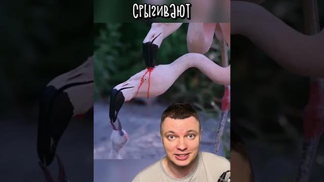 Удивительная Кормёжка Фламинго Удивительная Кормёжка Фламинго