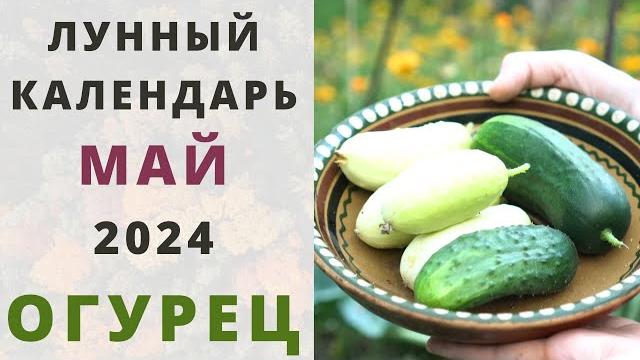 ОГУРЦЫ: Лунный Посевной Календарь на МАЙ 2024 год! Когда сажать семена огурцов на рассаду? ОГУРЦЫ: Лунный Посевной Календарь на МАЙ 2024 год! Когда сажать семена огурцов на рассаду?