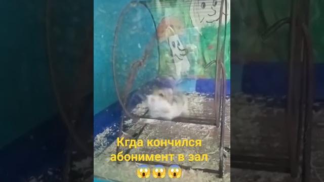 #прикол #хомяк #джунгарики #смешныевидео #прикол #хомяк #джунгарики #смешныевидео