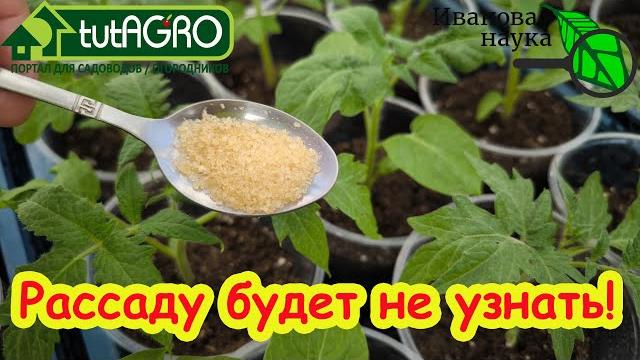 ГОТОВЬТЕ МЕШКИ ПОД УРОЖАЙ! Дешевая натуральная подкормка. Полейте и через 2 дня не узнаете растения. ГОТОВЬТЕ МЕШКИ ПОД УРОЖАЙ! Дешевая натуральная подкормка. Полейте и через 2 дня не узнаете растения.