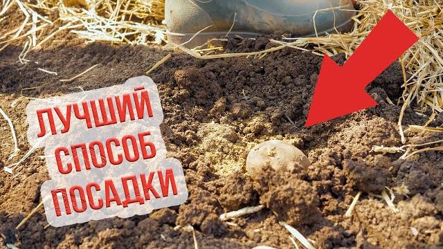 Этот способ посадки картофеля дает лучший урожай! Как вырастить хороший урожай картошки? Этот способ посадки картофеля дает лучший урожай! Как вырастить хороший урожай картошки?