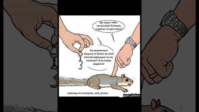 Комикс про белку Комикс про белку