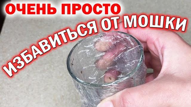 Как избавиться от мошек на кухне, в доме быстро. Завелись маленькие мошки, дрозофилы - как вывести Как избавиться от мошек на кухне, в доме быстро. Завелись маленькие мошки, дрозофилы - как вывести