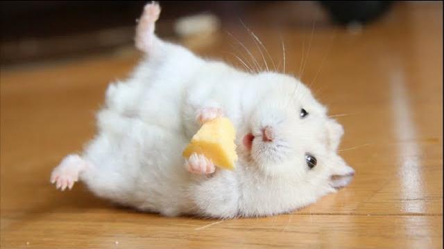 Funny Hamsters Videos | Funny and Cute Moment of the Animals #2 Funny Hamsters Videos | Funny and Cute Moment of the Animals #2