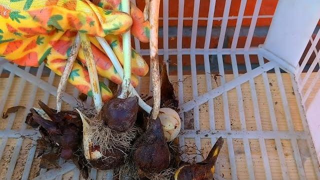 ТЮЛЬПАНЫ ВЫКАПЫВАЙТЕ И ХРАНИТЕ ТОЛЬКО ТАК! Луковицы тюльпанов, которые не стоит оставлять! ТЮЛЬПАНЫ ВЫКАПЫВАЙТЕ И ХРАНИТЕ ТОЛЬКО ТАК! Луковицы тюльпанов, которые не стоит оставлять!