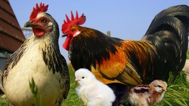 Детям про курицу, петуха и цыпленка Детям про курицу, петуха и цыпленка