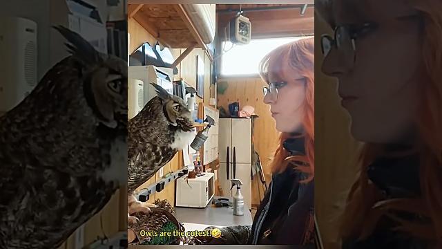 Owls are the cutest#shortvideo #funny #youtube #pets #usa Owls are the cutest#shortvideo #funny #youtube #pets #usa