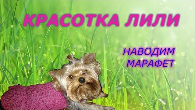 ЙОРКШИРСКИЙ ТЕРЬЕР|КАК ПОДСТРИЧЬ ЙОРКА |ТЕХНИКА ПОЭТАПНО | В ДОМАШНИХ УСЛОВИЯХ | СТРИЖКА | ГРУММИНГ ЙОРКШИРСКИЙ ТЕРЬЕР|КАК ПОДСТРИЧЬ ЙОРКА |ТЕХНИКА ПОЭТАПНО | В ДОМАШНИХ УСЛОВИЯХ | СТРИЖКА | ГРУММИНГ