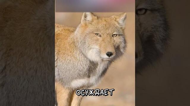 Тибетская Лисица vs Манул Тибетская Лисица vs Манул