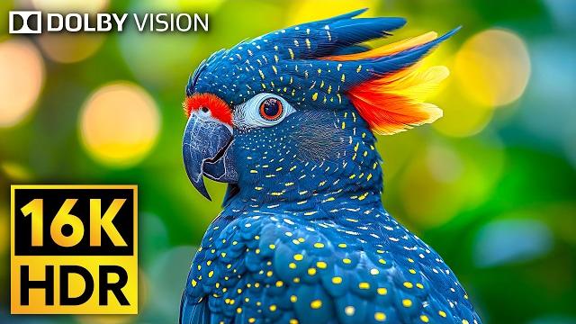 Incredible Wildlife in Stunning 16K HDR 120fps Dolby Vision Incredible Wildlife in Stunning 16K HDR 120fps Dolby Vision