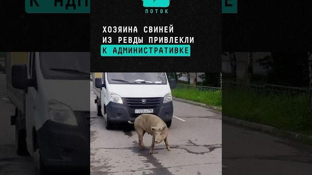 Хозяина свиней из Ревды привлекли к административке #новости #поток #ревда #свиньи #административка Хозяина свиней из Ревды привлекли к административке #новости #поток #ревда #свиньи #административка