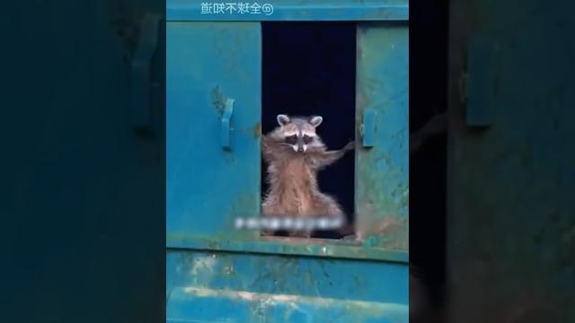 Самые забавные укрытия енотов Самые забавные укрытия енотов