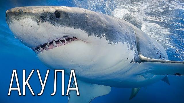 Акула: Королева рыб | Интересные факты про акул Акула: Королева рыб | Интересные факты про акул