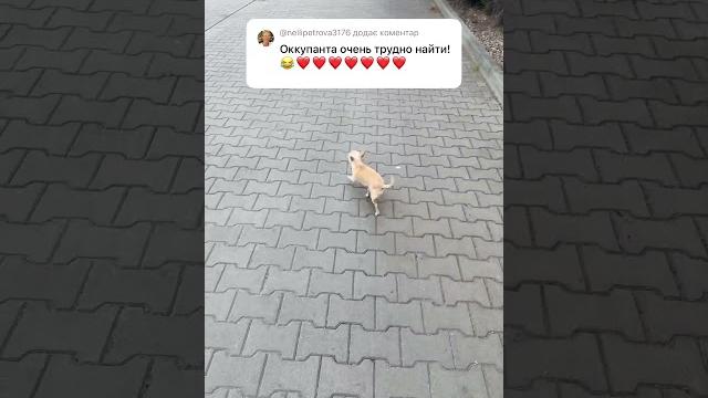 Чихуахуа выбирает кровать #chihuahua #милота #собака #суперсобака #шортс #чихуахуа #прикол #юмор Чихуахуа выбирает кровать #chihuahua #милота #собака #суперсобака #шортс #чихуахуа #прикол #юмор
