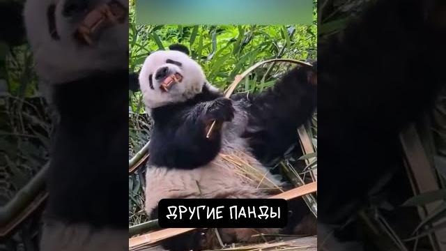 Эта Панда Особенная Эта Панда Особенная