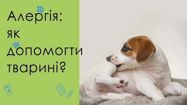 Аллергия у кошек и собак: чем помочь? Аллергия у кошек и собак: чем помочь?
