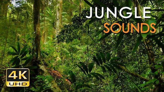 Jungle Sounds - Exotic Birds Singing - Tropical Forest - Relaxing Nature Video - 4K Ultra HD - 2160p Jungle Sounds - Exotic Birds Singing - Tropical Forest - Relaxing Nature Video - 4K Ultra HD - 2160p