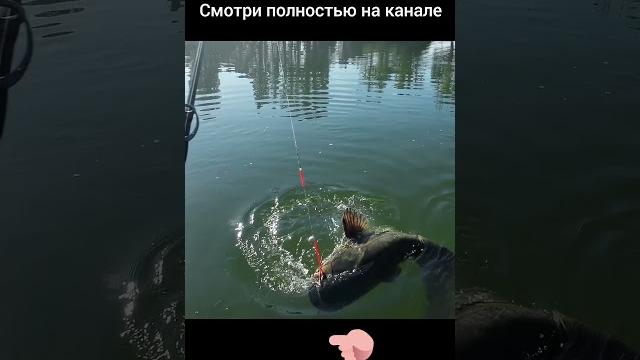 ТРОФЕЙНЫЙ #СОМ НА МОРМЫШКУ Ловля сома на Fireball #рыбалка #dalkefishing #mastodont #vitalidalke ТРОФЕЙНЫЙ #СОМ НА МОРМЫШКУ Ловля сома на Fireball #рыбалка #dalkefishing #mastodont #vitalidalke