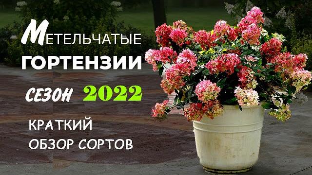 Метельчатые гортензии. Обзор новых сортов Метельчатые гортензии. Обзор новых сортов