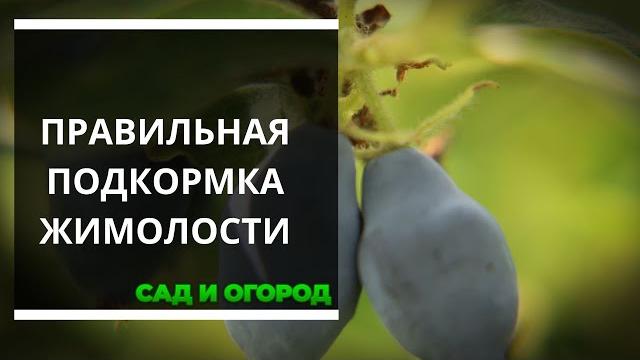 Как подкормить жимолость правильно Как подкормить жимолость правильно
