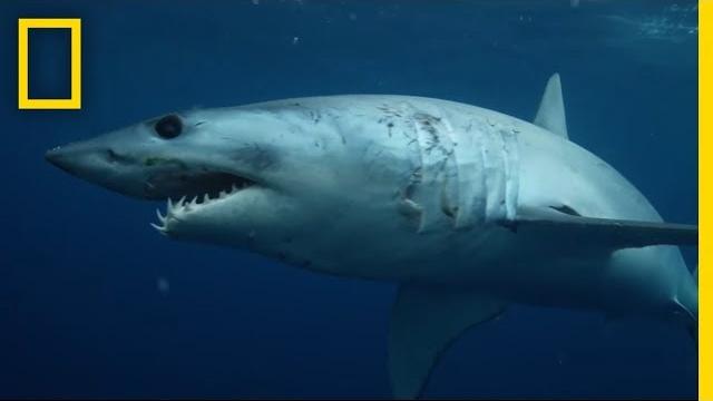 Sharks 101 | National Geographic Sharks 101 | National Geographic