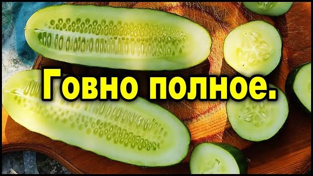 Хвалёный гибридный огурец оказался... Хвалёный гибридный огурец оказался...
