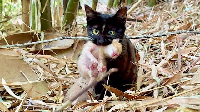 Невероятно! Кошка привела меня к милым новорождённым котятам. Невероятно! Кошка привела меня к милым новорождённым котятам.