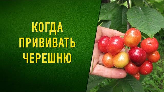 Когда прививать черешню Когда прививать черешню