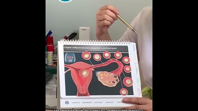 Что такое овуляция? Что такое овуляция?