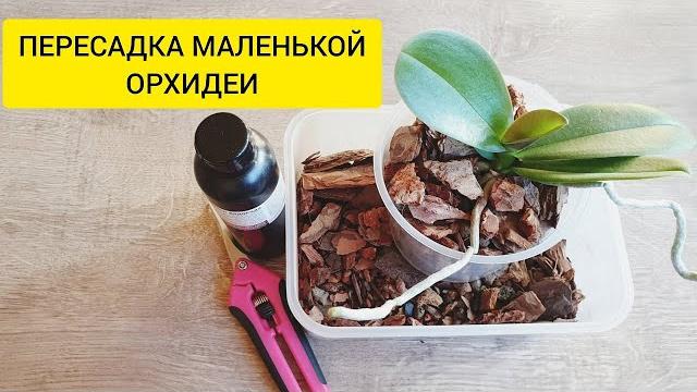 Как пересадить орхидею || Посадка орхидеи в кору Как пересадить орхидею || Посадка орхидеи в кору