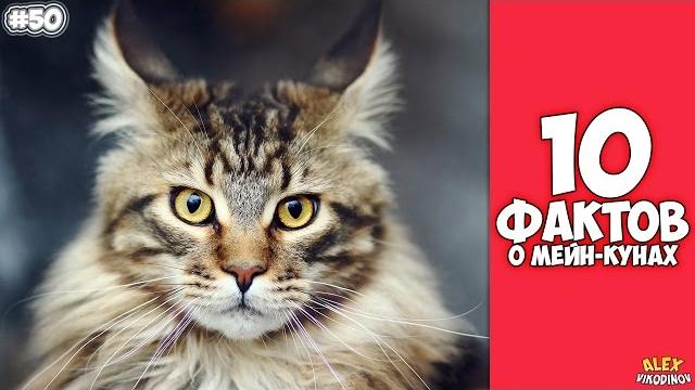 10 интересных фактов о Мейн-кунах 10 интересных фактов о Мейн-кунах