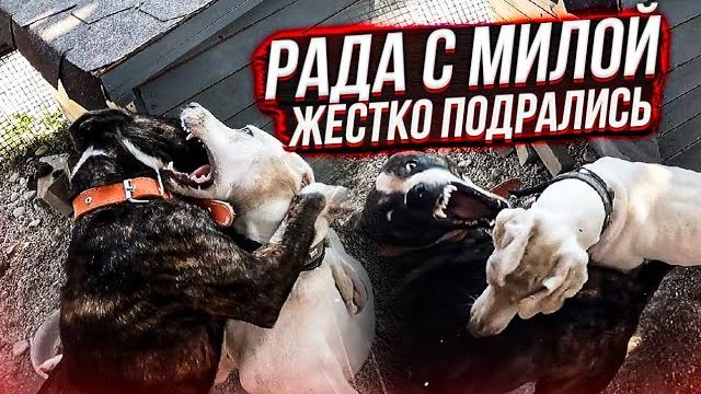Жестко сцепились мои подобрыши Еле разняла. Подрались и котята. Вакцинация продолжается. Жестко сцепились мои подобрыши Еле разняла. Подрались и котята. Вакцинация продолжается.