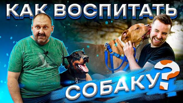 СЕКРЕТЫ ДРЕССИРОВКИ СОБАК! Дрессировка ДОБЕРМАНА. КАК стать ЛИДЕРОМ для собаки? ЖИЗНЬ С СОБАКОЙ! СЕКРЕТЫ ДРЕССИРОВКИ СОБАК! Дрессировка ДОБЕРМАНА. КАК стать ЛИДЕРОМ для собаки? ЖИЗНЬ С СОБАКОЙ!