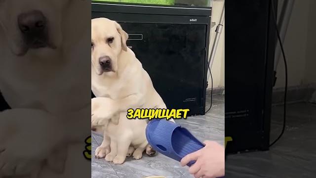 Лабрадор Защищает Своего Щенка#shorts #animals Лабрадор Защищает Своего Щенка#shorts #animals