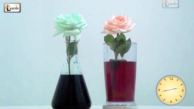 Colored flowers | Color changing flower experiment | Science experiments for kids | Elearnin Colored flowers | Color changing flower experiment | Science experiments for kids | Elearnin