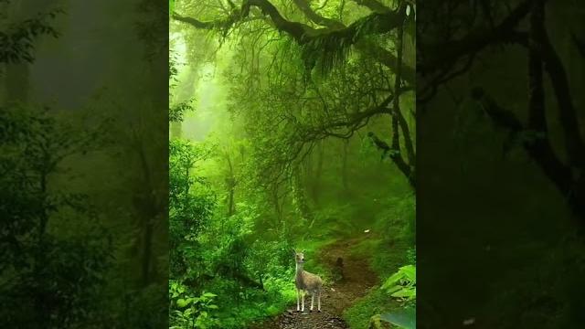 Очень красивое видео Очень красивое видео