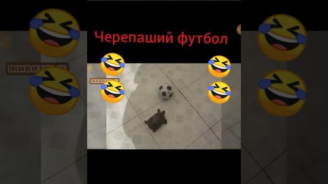 Смешные видео с черепахами. Смешные видео с черепахами.