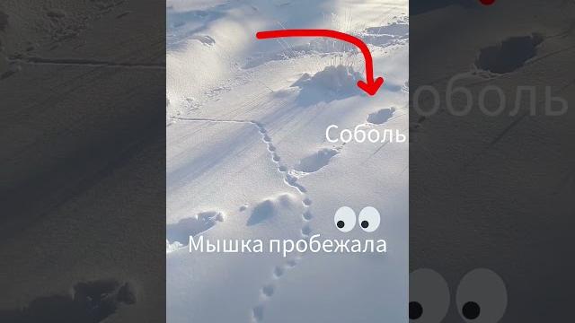 Чьи то следы Чьи то следы