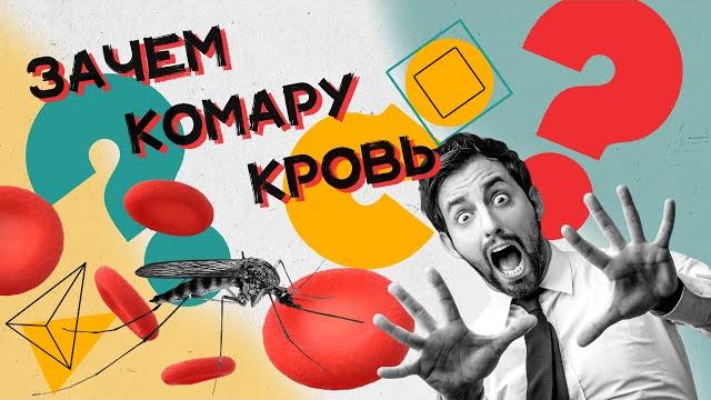 Зачем комары пьют твою кровь? Хороший Вопрос Зачем комары пьют твою кровь? Хороший Вопрос