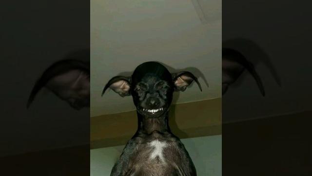 SkinWalker Disguised As Animals ️ PRT-56 #viral #ytshorts SkinWalker Disguised As Animals ️ PRT-56 #viral #ytshorts